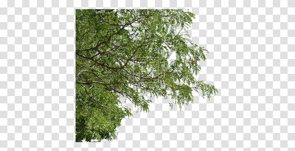Foreground Tree Branches With Leaves, Plant, Vegetation, Woodland, Outdoors Transparent Png