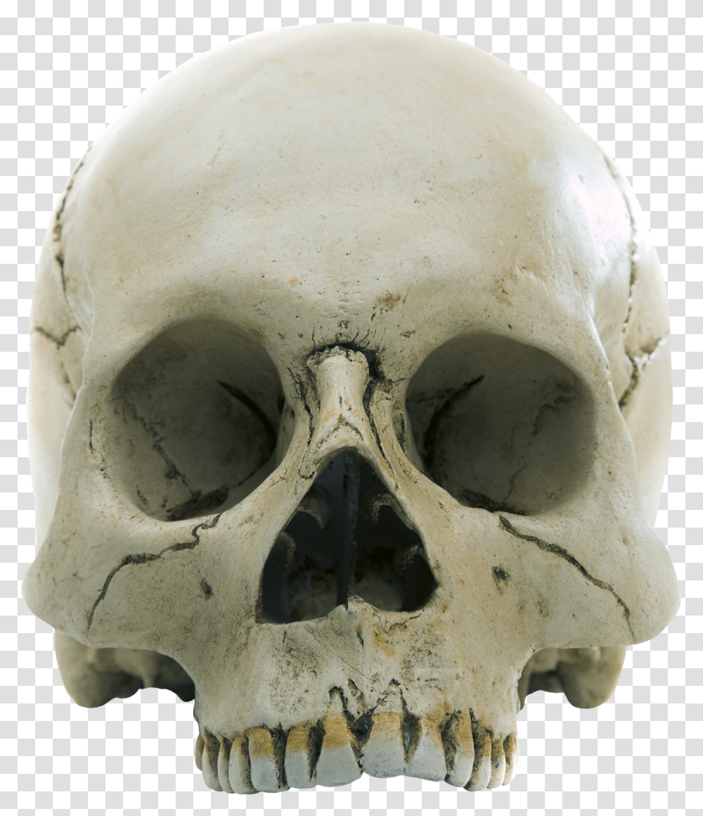 Forensic Anthropology, Helmet, Jaw, Egg Transparent Png