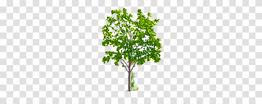 Forest Nature, Plant, Kale, Cabbage Transparent Png