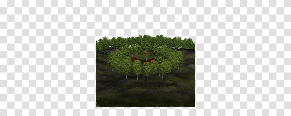 Forest Nature, Vegetation, Plant, Tree Transparent Png