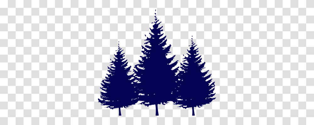 Forest Nature, Tree, Plant, Fir Transparent Png