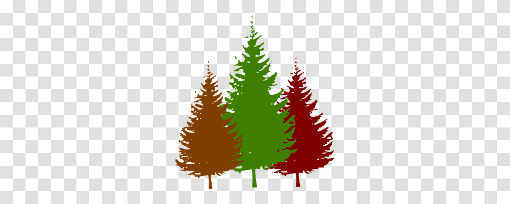 Forest Nature, Tree, Plant, Pine Transparent Png