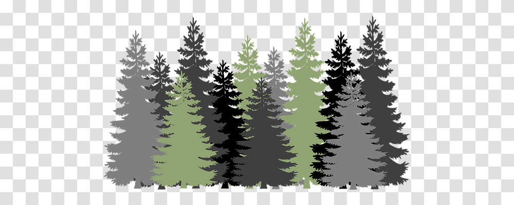 Forest Nature, Tree, Plant, Fir Transparent Png