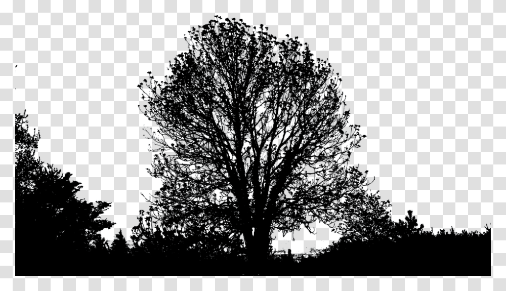 Forest Amp Tree, Nature, Outdoors, Plant, Night Transparent Png