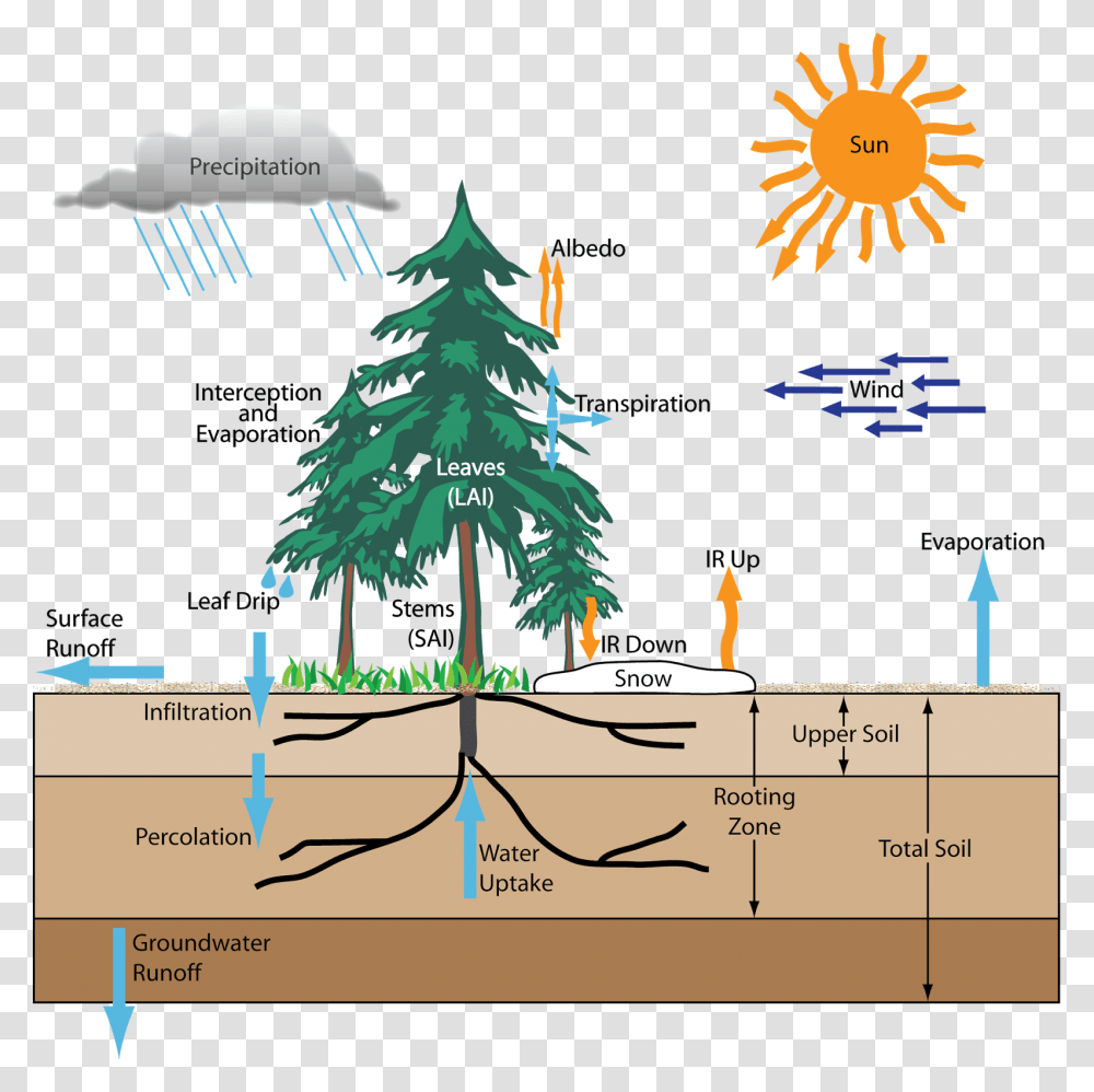 Forest And Hydrological Cycle, Tree, Plant, Ornament, Christmas Tree Transparent Png