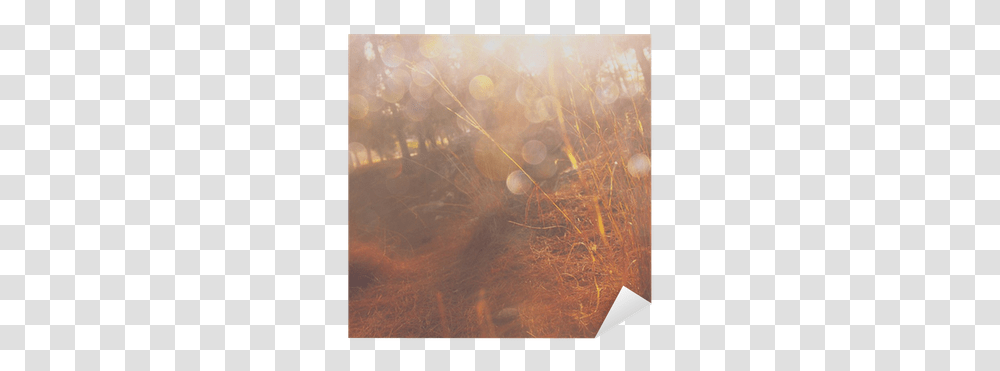 Forest And Light Burst Magical Concept Sticker • Pixers We Live To Change Modern Art, Flare, Sunlight, Fog, Nature Transparent Png
