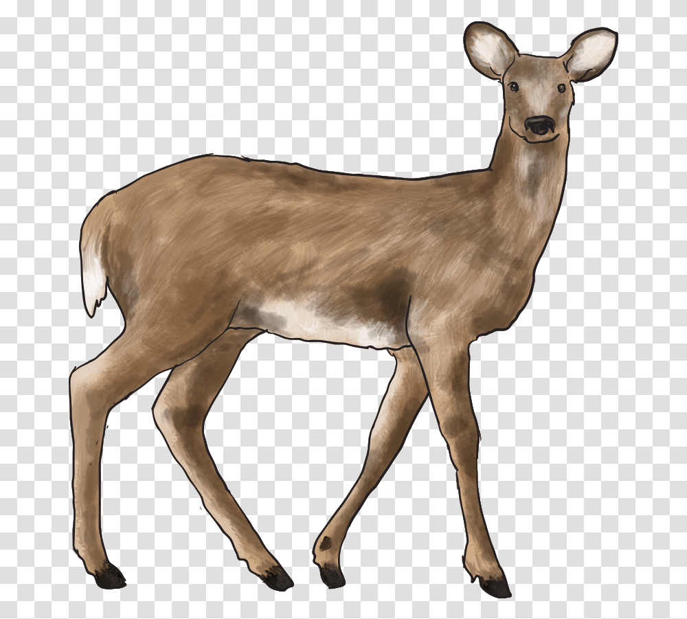 Forest Animal Temperate Grassland Animal, Antelope, Wildlife, Mammal, Impala Transparent Png