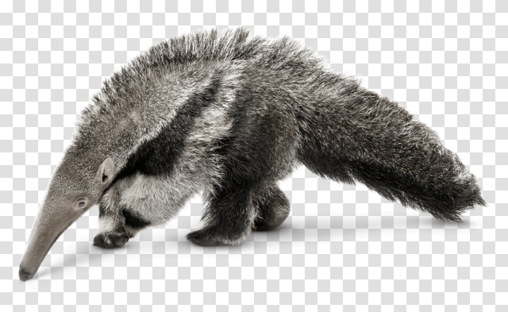 Forest Animals, Bear, Wildlife, Mammal, Anteater Transparent Png