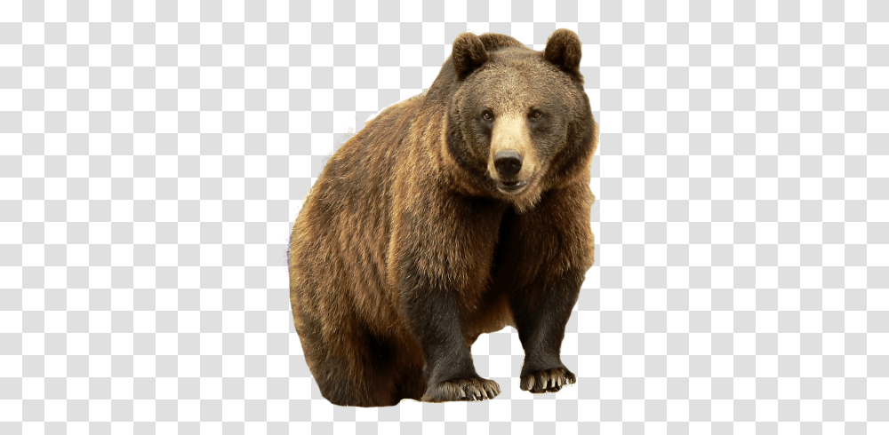 Forest Animals Image Animals That Live In The Forest, Bear, Wildlife, Mammal, Brown Bear Transparent Png