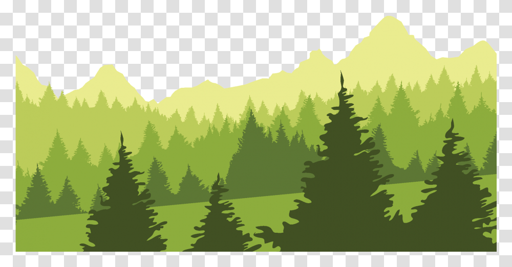 Forest Background Forest Clipart, Tree, Plant, Fir, Pine Transparent Png