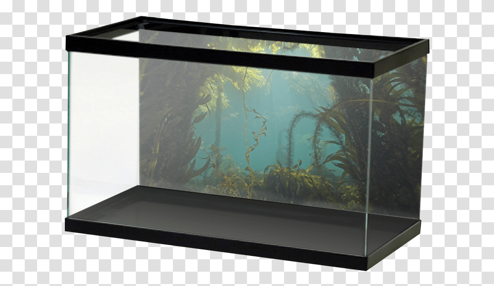 Forest Background, Water, Aquarium, Sea Life, Animal Transparent Png