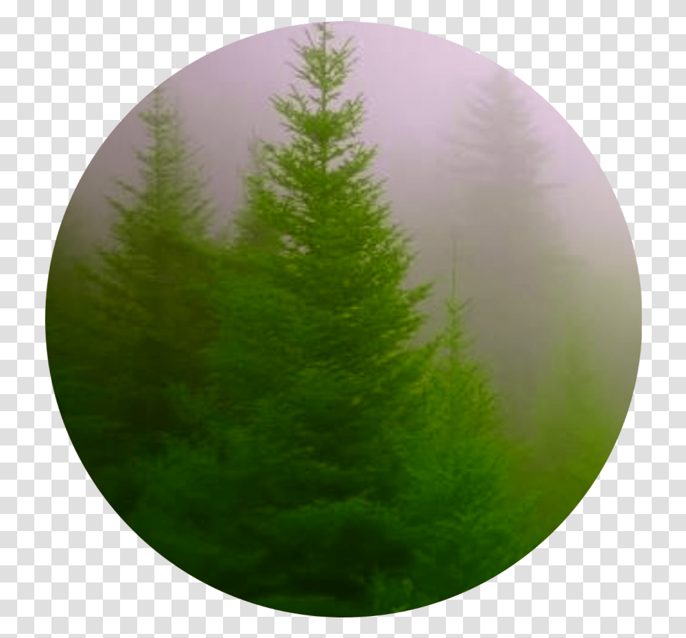 Forest Beautiful Green Circle Icon Interesting Natural Form And Colour Photography, Tree, Plant, Pine, Ornament Transparent Png