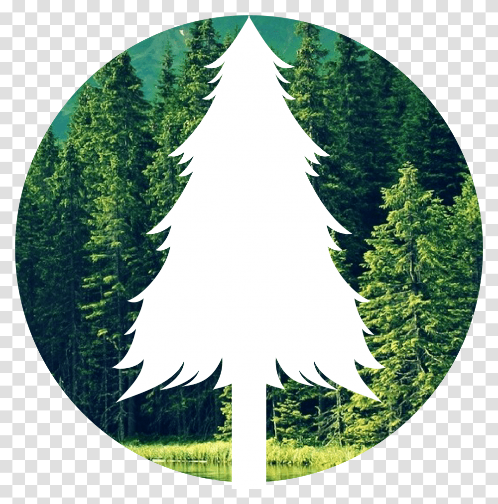 Forest Christmas Tree, Plant, Fir, Abies Transparent Png