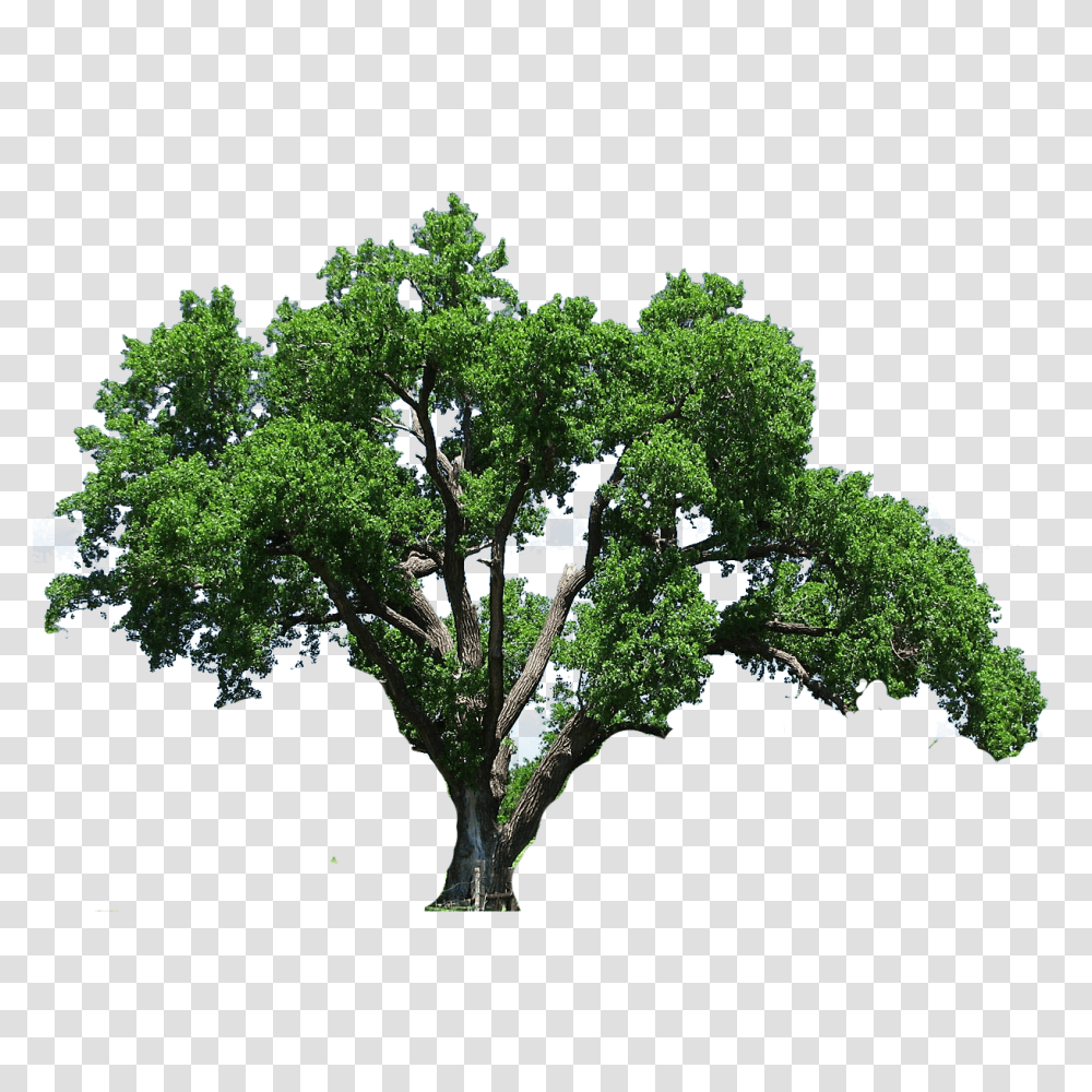 Forest Clipart Birch Tree Tree Background For Editing, Plant, Oak, Sycamore, Tree Trunk Transparent Png