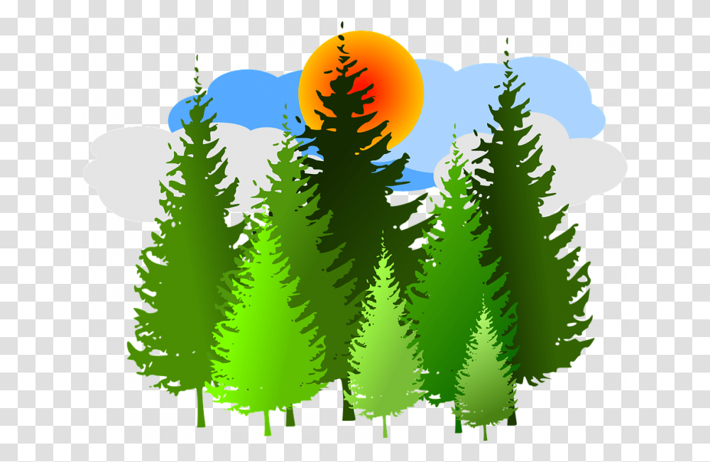 Forest Clipart Free Spruce Forest Conifer Free Vector Pine Forest Clip Art, Tree, Plant, Ornament, Fir Transparent Png