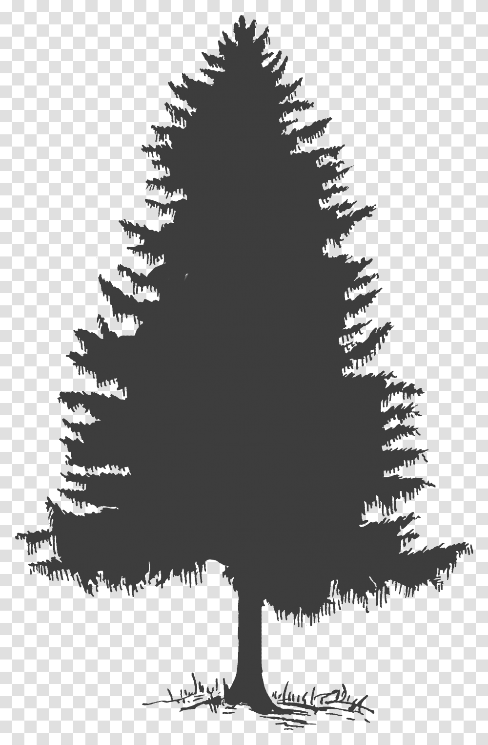 Forest Clipart Tree Evergreen Trees Silhouette, Plant, Pine, Fir, Abies Transparent Png