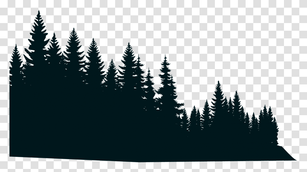 Forest Communications Ottawa Graphic Design Video Web Forest Designs, Tree, Plant, Fir, Conifer Transparent Png