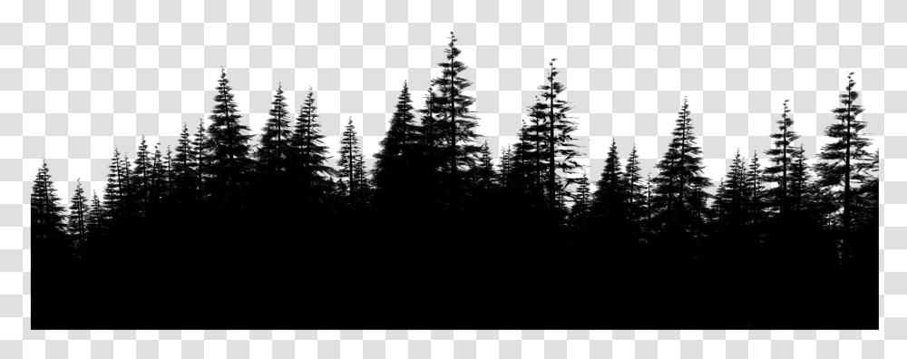 Forest File Download Free Pine Forest, Tree, Plant, Fir, Abies Transparent Png