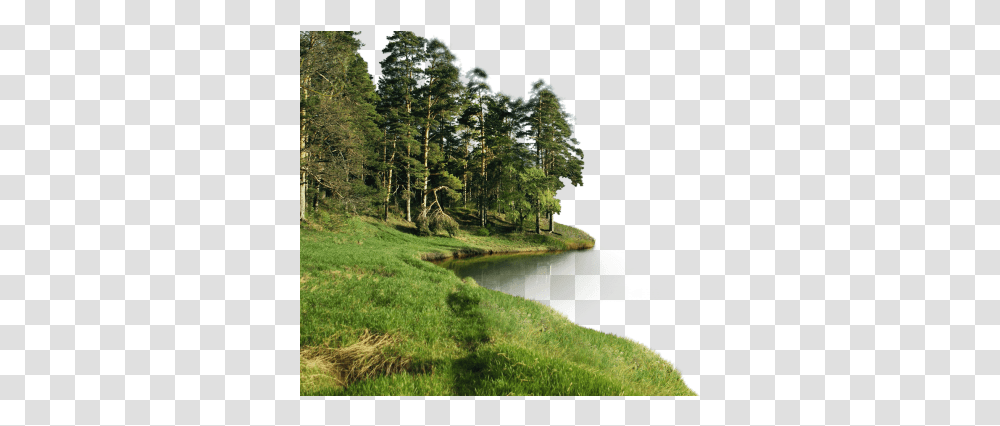 Forest File Forest, Land, Outdoors, Nature, Water Transparent Png
