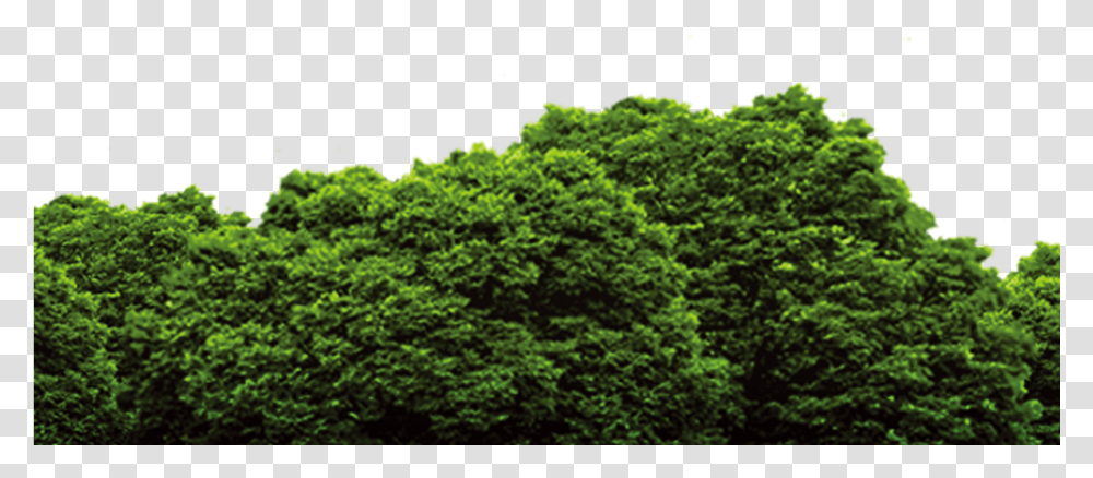 Forest File, Vegetation, Plant, Bush, Rainforest Transparent Png