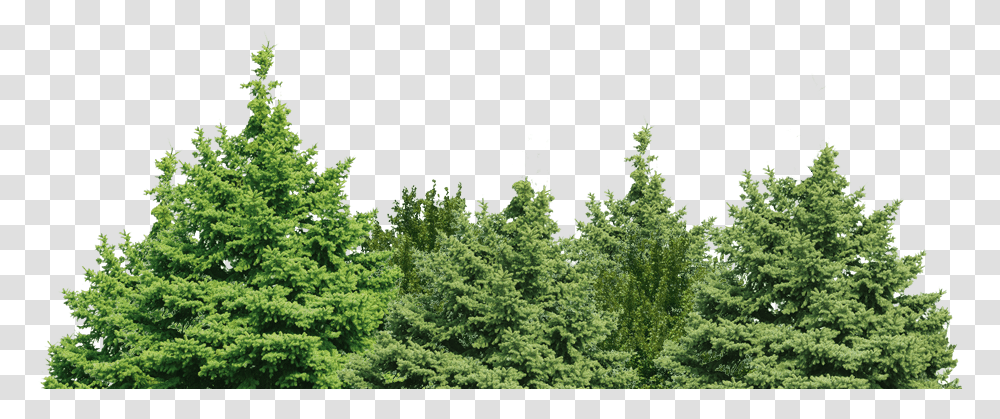 Forest Green Tree Clip Art Image Background Trees, Bush, Vegetation, Plant, Rainforest Transparent Png