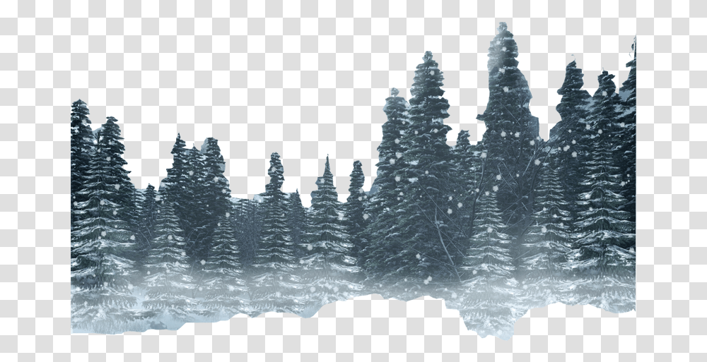 Forest Hd Photo Winter Forest Background, Tree, Plant, Nature, Outdoors Transparent Png