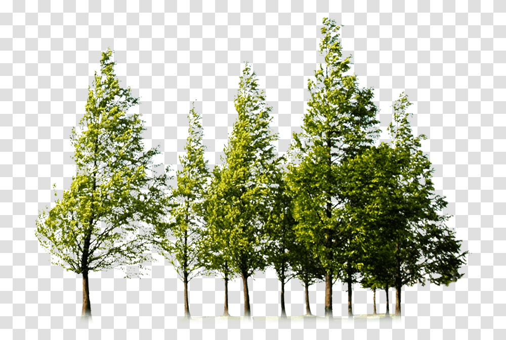 Forest Image Hd Forest Tree, Plant, Fir, Abies, Tree Trunk Transparent Png