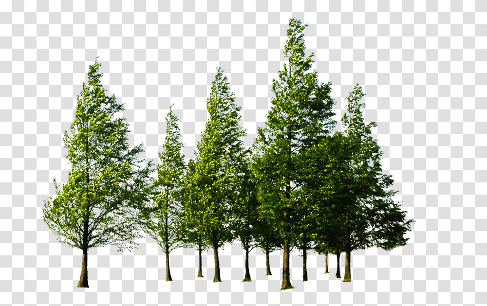 Forest Images All Pine Tree Forest, Plant, Fir, Vegetation, Conifer Transparent Png