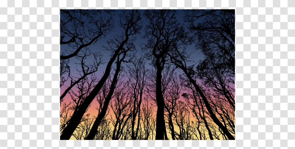 Forest In The Dark Sky Winter Trees Silhouette Free, Nature, Outdoors, Sunset, Dusk Transparent Png