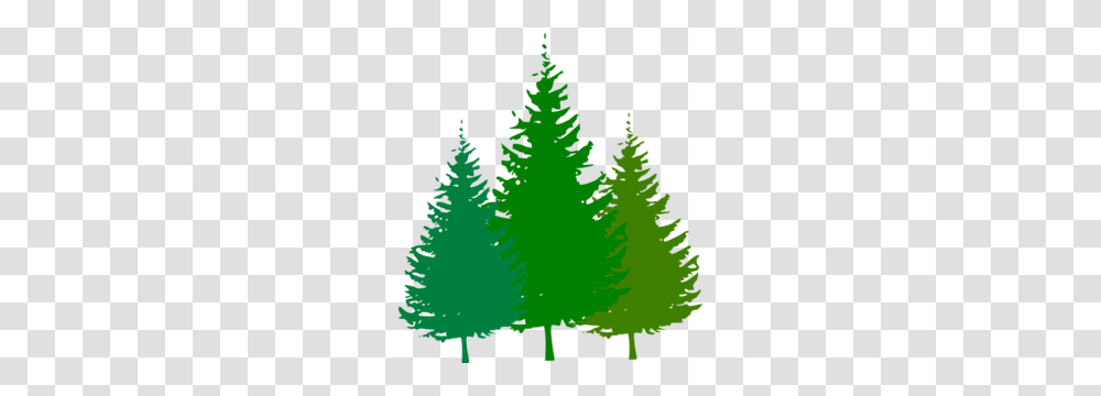 Forest Logo Clip Art, Tree, Plant, Fir, Abies Transparent Png