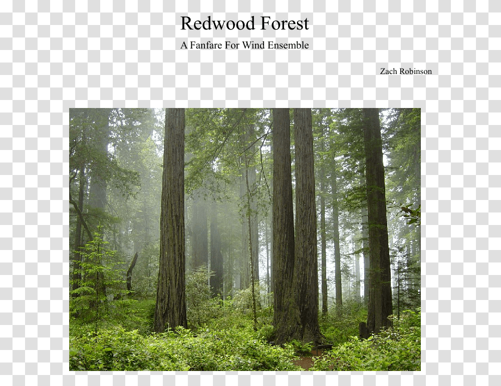 Forest National Park In Us, Nature, Tree, Plant, Outdoors Transparent Png