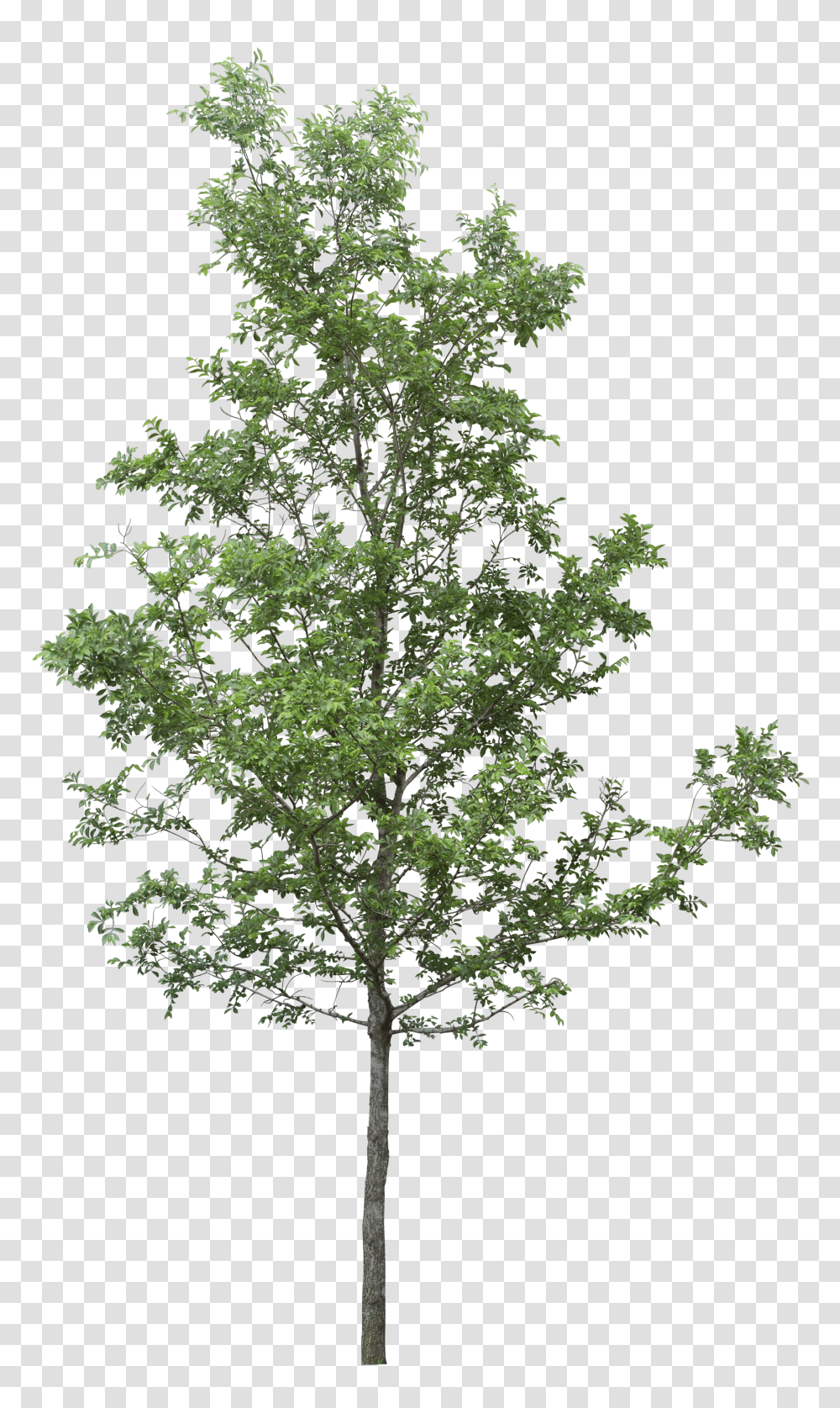 Forest Natural Tree Image Trees For Photoshop Transparent Png
