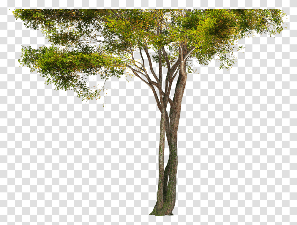 Forest Picture Tree, Plant, Tree Trunk, Cross, Symbol Transparent Png