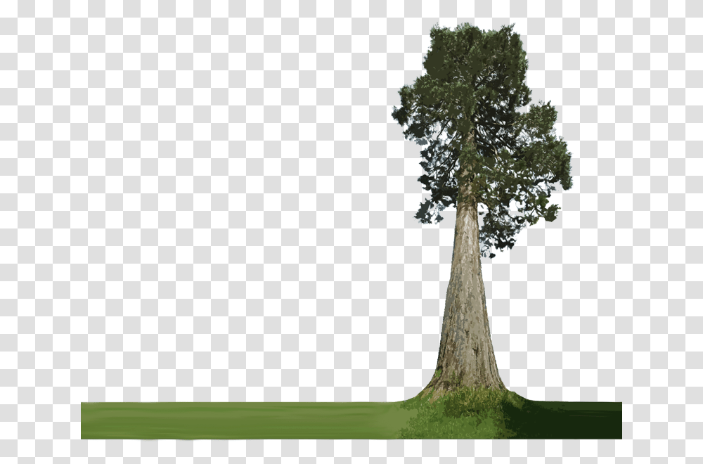 Forest Plants Background Big Tree, Tree Trunk, Grass, Outdoors, Oak Transparent Png