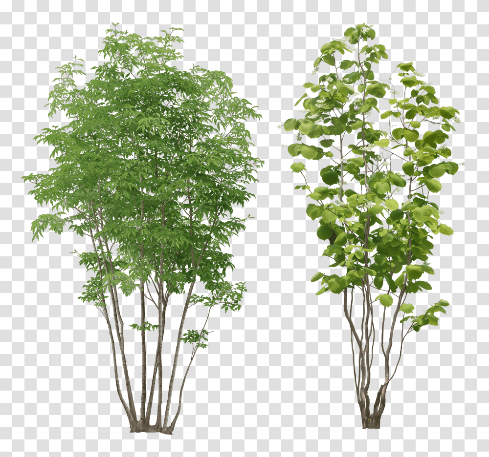 Forest Svg Tree Background Small Tree, Plant, Maple, Birch Transparent Png