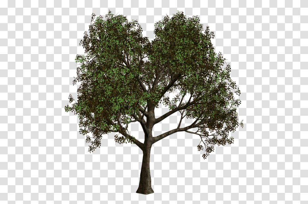 Forest Tree Clipart Background Forest Tree, Plant, Tree Trunk, Oak, Bonsai Transparent Png