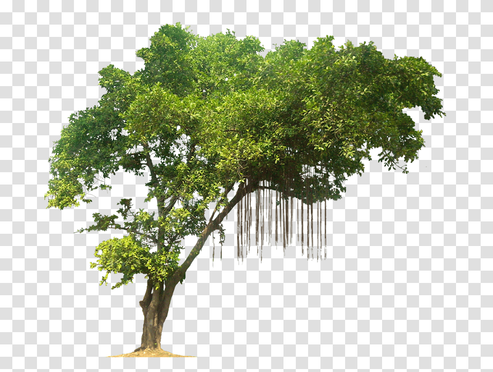Forest Tree Clipart Jungle Tree, Plant, Vegetation, Land, Outdoors Transparent Png