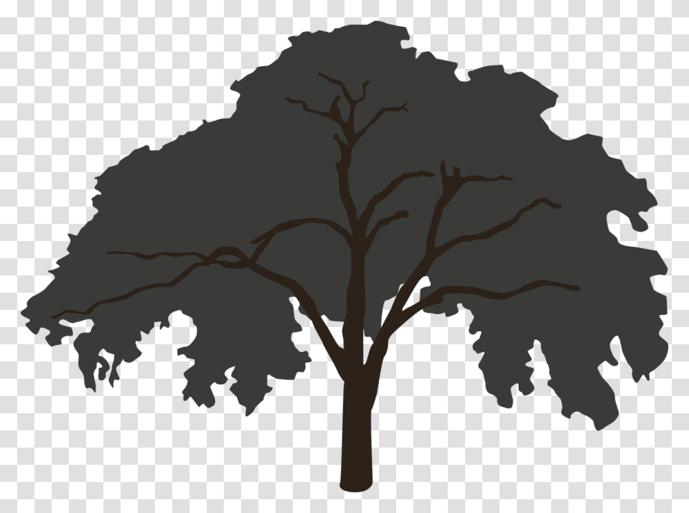 Forest Tree Silhouette Big, Plant, Tree Trunk, Oak, Sycamore Transparent Png