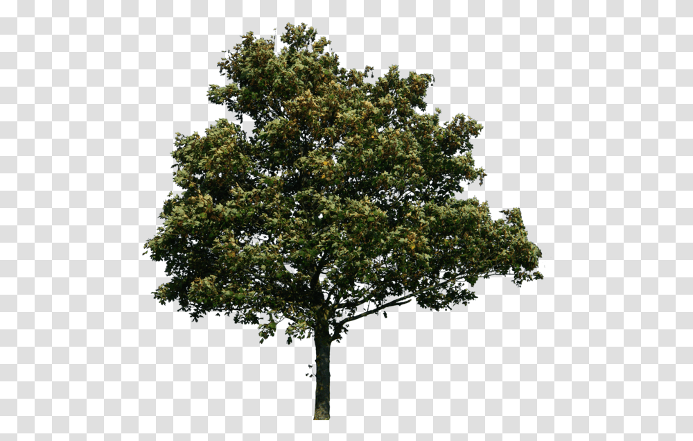 Forest Tree Tree Photoshop, Plant, Oak, Sycamore, Maple Transparent Png