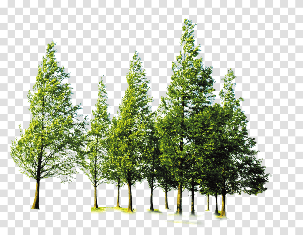 Forest Trees Background, Plant, Vegetation, Fir, Conifer Transparent Png