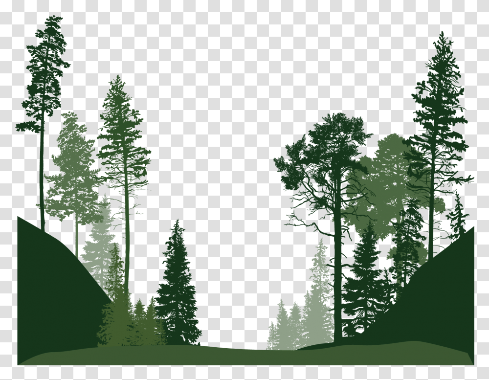 Forest Trees Download Background Forest Clipart, Plant, Green, Vegetation, Fir Transparent Png