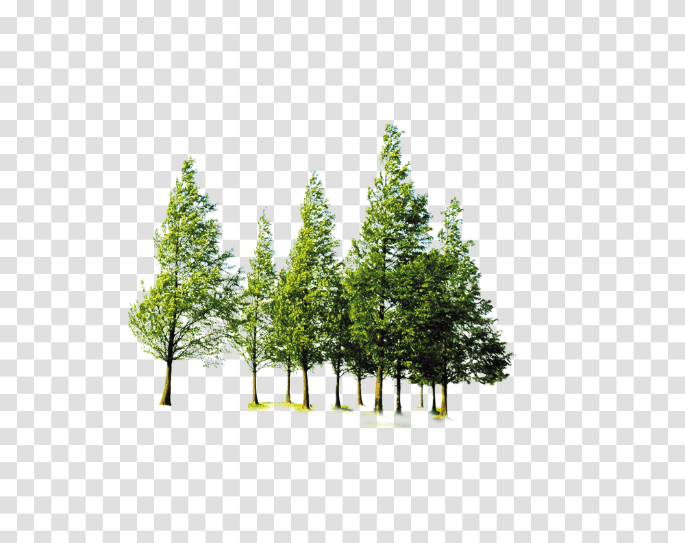 Forest Trees Download Forest Tree, Plant, Pine, Fir, Abies Transparent Png