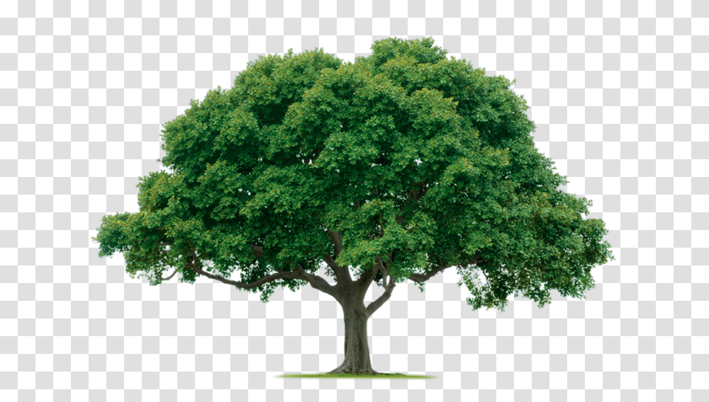 Forest Trees Image Tree, Plant, Oak, Sycamore, Tree Trunk Transparent Png