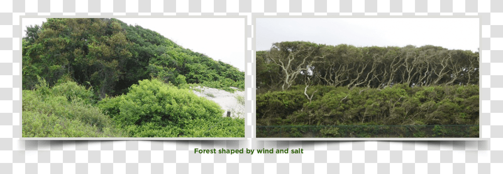Forest Trees Mexican Pinyon, Collage, Poster, Advertisement, Vegetation Transparent Png
