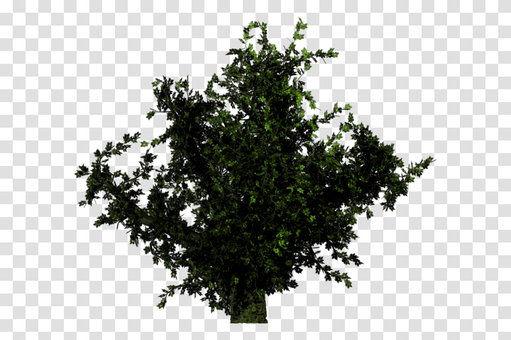 Forest Trees, Nature, Outdoors, Night, Plant Transparent Png