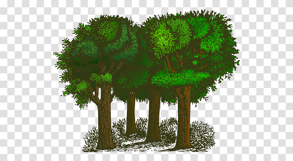 Forest Trees Plants Ecology Environment Green Balance Of Oxygen And Carbon Dioxide, Vegetation, Pine, Outdoors, Conifer Transparent Png