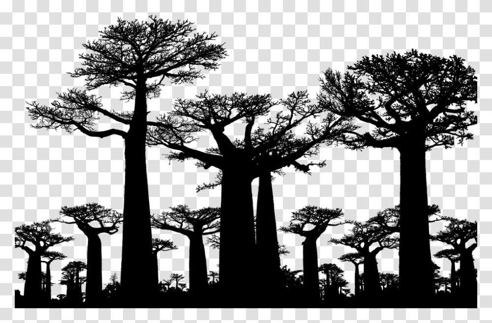 Forest Trees Silhouette Baobab Africa Tree Avenue Of The Baobabs, Gray, World Of Warcraft Transparent Png