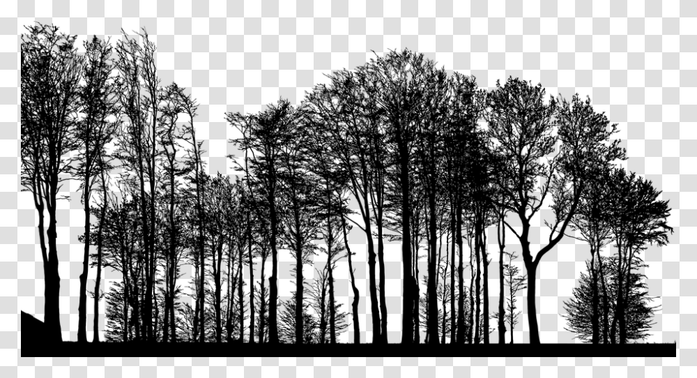 Forest Trees Silhouette Tree Branches Landscape Forest Trees Silhouette, Gray, World Of Warcraft Transparent Png