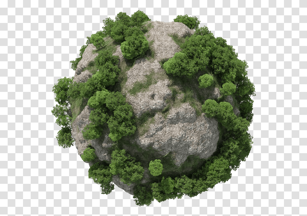 Forester Tree Plugin For Cinema, Moss, Plant, Algae, Mold Transparent Png