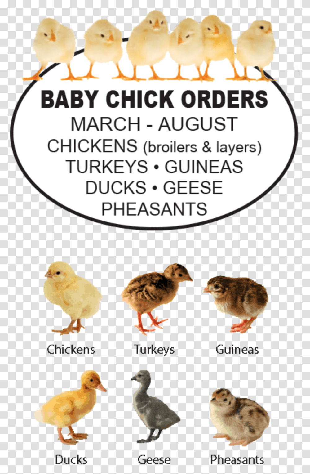 Foreston Farmers Co Animal Figure, Chicken, Poultry, Fowl, Bird Transparent Png